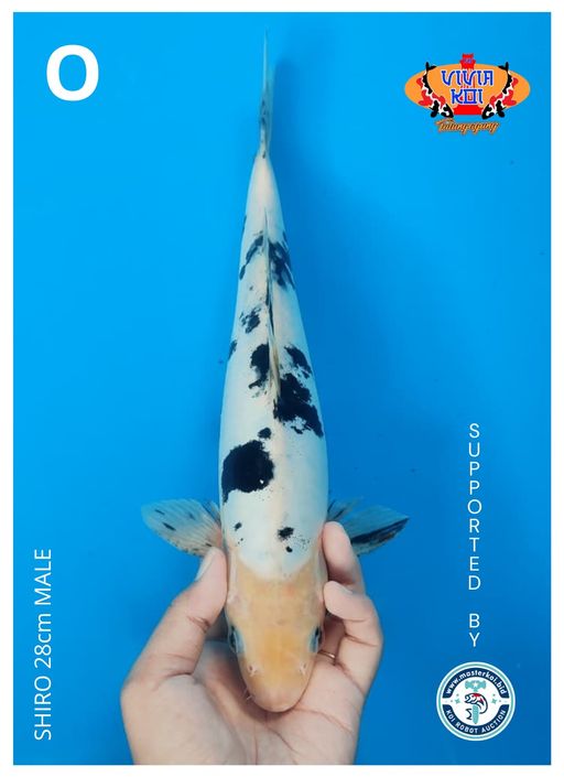 Lelang Koi Online, Jual Beli Ikan Koi, Pusat Jual Beli Koi, Info Lelang Koi Hari Ini, Platform Jual Beli Koi, Jual Beli Ikan Koi Online, Marketplace Ikan Koi, Jual Koi Terbaik, Tempat Beli Koi Berkualitas, Pasar Ikan Koi Online Terpercaya, Penjual Ikan Koi Terpercaya, Beli Koi Hias Online, Ikan Koi untuk Dijual, Koi Kualitas Terbaik, Toko Online Ikan Koi, Koi Hias Untuk Dijual, Jual Beli Ikan Koi Lokal, Koi Indonesia Online, Pusat Jual Beli Koi Terbesar