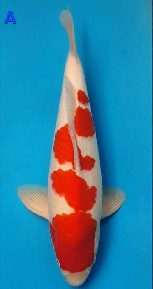 Lelang Koi Online, Jual Beli Ikan Koi, Pusat Jual Beli Koi, Info Lelang Koi Hari Ini, Platform Jual Beli Koi, Jual Beli Ikan Koi Online, Marketplace Ikan Koi, Jual Koi Terbaik, Tempat Beli Koi Berkualitas, Pasar Ikan Koi Online Terpercaya, Penjual Ikan Koi Terpercaya, Beli Koi Hias Online, Ikan Koi untuk Dijual, Koi Kualitas Terbaik, Toko Online Ikan Koi, Koi Hias Untuk Dijual, Jual Beli Ikan Koi Lokal, Koi Indonesia Online, Pusat Jual Beli Koi Terbesar