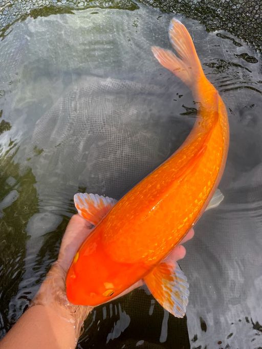Lelang Koi Online, Jual Beli Ikan Koi, Pusat Jual Beli Koi, Info Lelang Koi Hari Ini, Platform Jual Beli Koi, Jual Beli Ikan Koi Online, Marketplace Ikan Koi, Jual Koi Terbaik, Tempat Beli Koi Berkualitas, Pasar Ikan Koi Online Terpercaya, Penjual Ikan Koi Terpercaya, Beli Koi Hias Online, Ikan Koi untuk Dijual, Koi Kualitas Terbaik, Toko Online Ikan Koi, Koi Hias Untuk Dijual, Jual Beli Ikan Koi Lokal, Koi Indonesia Online, Pusat Jual Beli Koi Terbesar