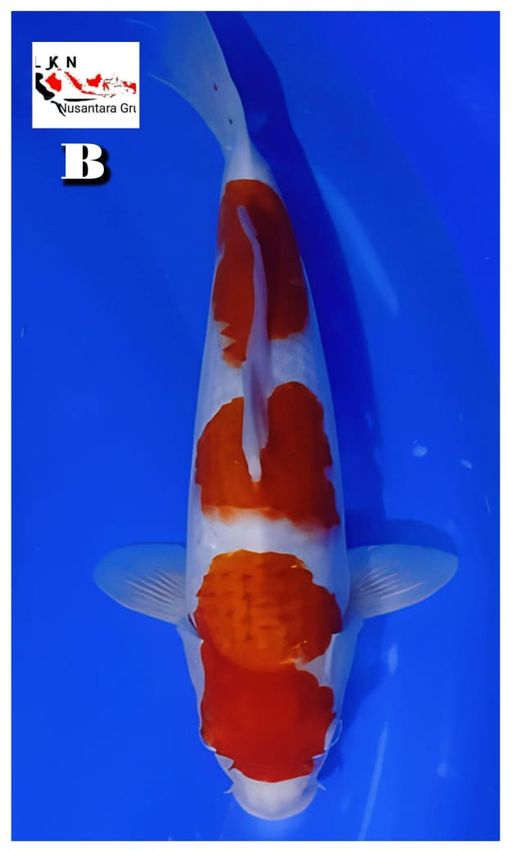 Lelang Koi Online, Jual Beli Ikan Koi, Pusat Jual Beli Koi, Info Lelang Koi Hari Ini, Platform Jual Beli Koi, Jual Beli Ikan Koi Online, Marketplace Ikan Koi, Jual Koi Terbaik, Tempat Beli Koi Berkualitas, Pasar Ikan Koi Online Terpercaya, Penjual Ikan Koi Terpercaya, Beli Koi Hias Online, Ikan Koi untuk Dijual, Koi Kualitas Terbaik, Toko Online Ikan Koi, Koi Hias Untuk Dijual, Jual Beli Ikan Koi Lokal, Koi Indonesia Online, Pusat Jual Beli Koi Terbesar