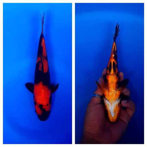 Lelang Koi Online, Jual Beli Ikan Koi, Pusat Jual Beli Koi, Info Lelang Koi Hari Ini, Platform Jual Beli Koi, Jual Beli Ikan Koi Online, Marketplace Ikan Koi, Jual Koi Terbaik, Tempat Beli Koi Berkualitas, Pasar Ikan Koi Online Terpercaya, Penjual Ikan Koi Terpercaya, Beli Koi Hias Online, Ikan Koi untuk Dijual, Koi Kualitas Terbaik, Toko Online Ikan Koi, Koi Hias Untuk Dijual, Jual Beli Ikan Koi Lokal, Koi Indonesia Online, Pusat Jual Beli Koi Terbesar