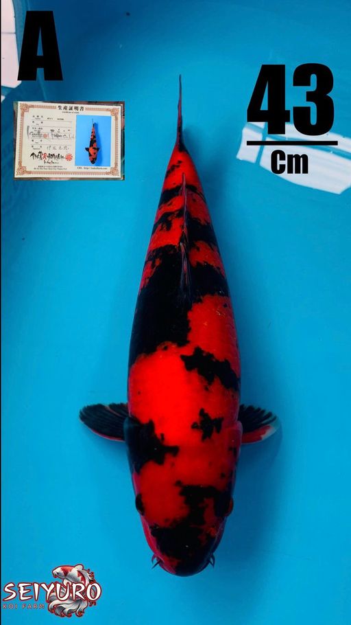 Lelang Koi Online, Jual Beli Ikan Koi, Pusat Jual Beli Koi, Info Lelang Koi Hari Ini, Platform Jual Beli Koi, Jual Beli Ikan Koi Online, Marketplace Ikan Koi, Jual Koi Terbaik, Tempat Beli Koi Berkualitas, Pasar Ikan Koi Online Terpercaya, Penjual Ikan Koi Terpercaya, Beli Koi Hias Online, Ikan Koi untuk Dijual, Koi Kualitas Terbaik, Toko Online Ikan Koi, Koi Hias Untuk Dijual, Jual Beli Ikan Koi Lokal, Koi Indonesia Online, Pusat Jual Beli Koi Terbesar