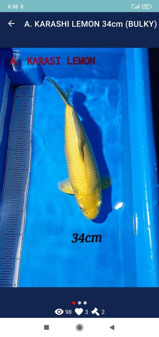 Lelang Koi Online, Jual Beli Ikan Koi, Pusat Jual Beli Koi, Info Lelang Koi Hari Ini, Platform Jual Beli Koi, Jual Beli Ikan Koi Online, Marketplace Ikan Koi, Jual Koi Terbaik, Tempat Beli Koi Berkualitas, Pasar Ikan Koi Online Terpercaya, Penjual Ikan Koi Terpercaya, Beli Koi Hias Online, Ikan Koi untuk Dijual, Koi Kualitas Terbaik, Toko Online Ikan Koi, Koi Hias Untuk Dijual, Jual Beli Ikan Koi Lokal, Koi Indonesia Online, Pusat Jual Beli Koi Terbesar