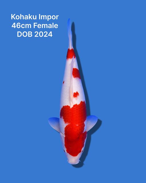 Lelang Koi Online, Jual Beli Ikan Koi, Pusat Jual Beli Koi, Info Lelang Koi Hari Ini, Platform Jual Beli Koi, Jual Beli Ikan Koi Online, Marketplace Ikan Koi, Jual Koi Terbaik, Tempat Beli Koi Berkualitas, Pasar Ikan Koi Online Terpercaya, Penjual Ikan Koi Terpercaya, Beli Koi Hias Online, Ikan Koi untuk Dijual, Koi Kualitas Terbaik, Toko Online Ikan Koi, Koi Hias Untuk Dijual, Jual Beli Ikan Koi Lokal, Koi Indonesia Online, Pusat Jual Beli Koi Terbesar