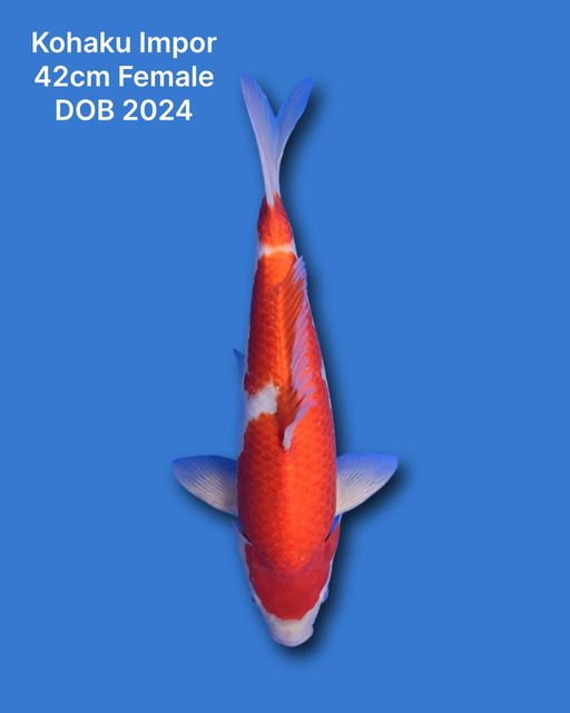 Lelang Koi Online, Jual Beli Ikan Koi, Pusat Jual Beli Koi, Info Lelang Koi Hari Ini, Platform Jual Beli Koi, Jual Beli Ikan Koi Online, Marketplace Ikan Koi, Jual Koi Terbaik, Tempat Beli Koi Berkualitas, Pasar Ikan Koi Online Terpercaya, Penjual Ikan Koi Terpercaya, Beli Koi Hias Online, Ikan Koi untuk Dijual, Koi Kualitas Terbaik, Toko Online Ikan Koi, Koi Hias Untuk Dijual, Jual Beli Ikan Koi Lokal, Koi Indonesia Online, Pusat Jual Beli Koi Terbesar