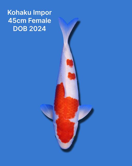 Lelang Koi Online, Jual Beli Ikan Koi, Pusat Jual Beli Koi, Info Lelang Koi Hari Ini, Platform Jual Beli Koi, Jual Beli Ikan Koi Online, Marketplace Ikan Koi, Jual Koi Terbaik, Tempat Beli Koi Berkualitas, Pasar Ikan Koi Online Terpercaya, Penjual Ikan Koi Terpercaya, Beli Koi Hias Online, Ikan Koi untuk Dijual, Koi Kualitas Terbaik, Toko Online Ikan Koi, Koi Hias Untuk Dijual, Jual Beli Ikan Koi Lokal, Koi Indonesia Online, Pusat Jual Beli Koi Terbesar