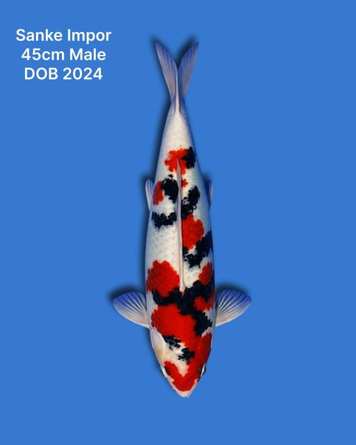 Lelang Koi Online, Jual Beli Ikan Koi, Pusat Jual Beli Koi, Info Lelang Koi Hari Ini, Platform Jual Beli Koi, Jual Beli Ikan Koi Online, Marketplace Ikan Koi, Jual Koi Terbaik, Tempat Beli Koi Berkualitas, Pasar Ikan Koi Online Terpercaya, Penjual Ikan Koi Terpercaya, Beli Koi Hias Online, Ikan Koi untuk Dijual, Koi Kualitas Terbaik, Toko Online Ikan Koi, Koi Hias Untuk Dijual, Jual Beli Ikan Koi Lokal, Koi Indonesia Online, Pusat Jual Beli Koi Terbesar