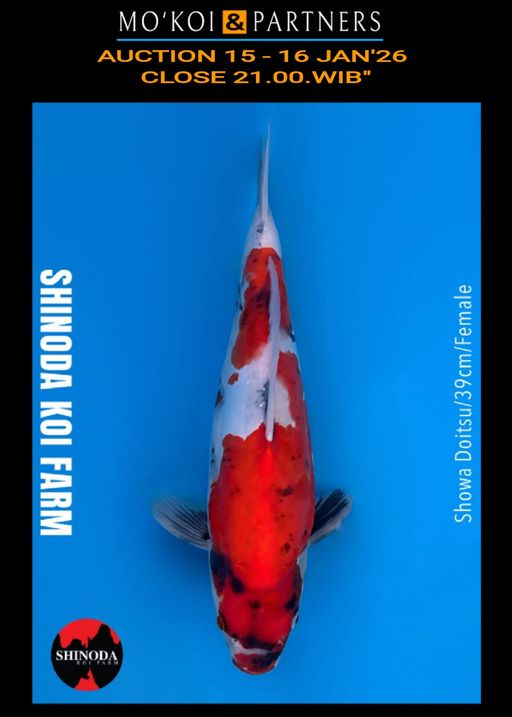 Lelang Koi Online, Jual Beli Ikan Koi, Pusat Jual Beli Koi, Info Lelang Koi Hari Ini, Platform Jual Beli Koi, Jual Beli Ikan Koi Online, Marketplace Ikan Koi, Jual Koi Terbaik, Tempat Beli Koi Berkualitas, Pasar Ikan Koi Online Terpercaya, Penjual Ikan Koi Terpercaya, Beli Koi Hias Online, Ikan Koi untuk Dijual, Koi Kualitas Terbaik, Toko Online Ikan Koi, Koi Hias Untuk Dijual, Jual Beli Ikan Koi Lokal, Koi Indonesia Online, Pusat Jual Beli Koi Terbesar