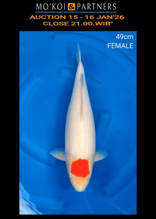 Lelang Koi Online, Jual Beli Ikan Koi, Pusat Jual Beli Koi, Info Lelang Koi Hari Ini, Platform Jual Beli Koi, Jual Beli Ikan Koi Online, Marketplace Ikan Koi, Jual Koi Terbaik, Tempat Beli Koi Berkualitas, Pasar Ikan Koi Online Terpercaya, Penjual Ikan Koi Terpercaya, Beli Koi Hias Online, Ikan Koi untuk Dijual, Koi Kualitas Terbaik, Toko Online Ikan Koi, Koi Hias Untuk Dijual, Jual Beli Ikan Koi Lokal, Koi Indonesia Online, Pusat Jual Beli Koi Terbesar