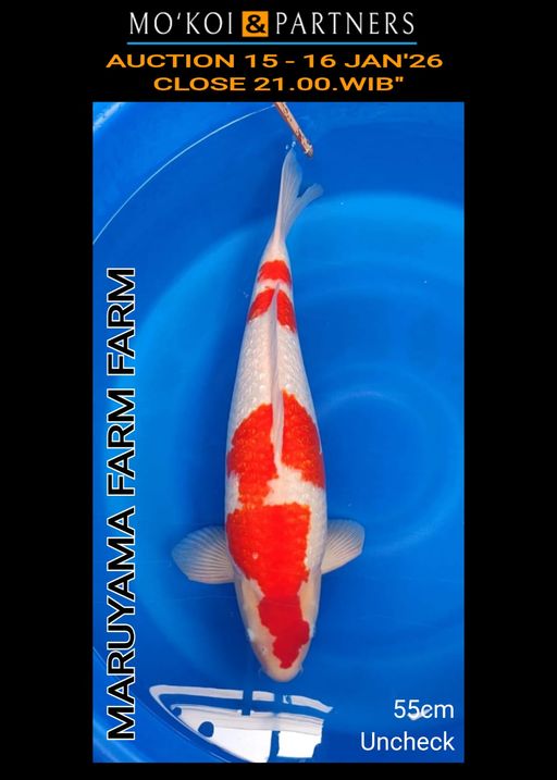 Lelang Koi Online, Jual Beli Ikan Koi, Pusat Jual Beli Koi, Info Lelang Koi Hari Ini, Platform Jual Beli Koi, Jual Beli Ikan Koi Online, Marketplace Ikan Koi, Jual Koi Terbaik, Tempat Beli Koi Berkualitas, Pasar Ikan Koi Online Terpercaya, Penjual Ikan Koi Terpercaya, Beli Koi Hias Online, Ikan Koi untuk Dijual, Koi Kualitas Terbaik, Toko Online Ikan Koi, Koi Hias Untuk Dijual, Jual Beli Ikan Koi Lokal, Koi Indonesia Online, Pusat Jual Beli Koi Terbesar