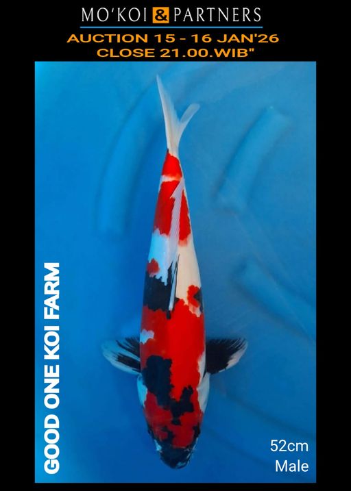 Lelang Koi Online, Jual Beli Ikan Koi, Pusat Jual Beli Koi, Info Lelang Koi Hari Ini, Platform Jual Beli Koi, Jual Beli Ikan Koi Online, Marketplace Ikan Koi, Jual Koi Terbaik, Tempat Beli Koi Berkualitas, Pasar Ikan Koi Online Terpercaya, Penjual Ikan Koi Terpercaya, Beli Koi Hias Online, Ikan Koi untuk Dijual, Koi Kualitas Terbaik, Toko Online Ikan Koi, Koi Hias Untuk Dijual, Jual Beli Ikan Koi Lokal, Koi Indonesia Online, Pusat Jual Beli Koi Terbesar