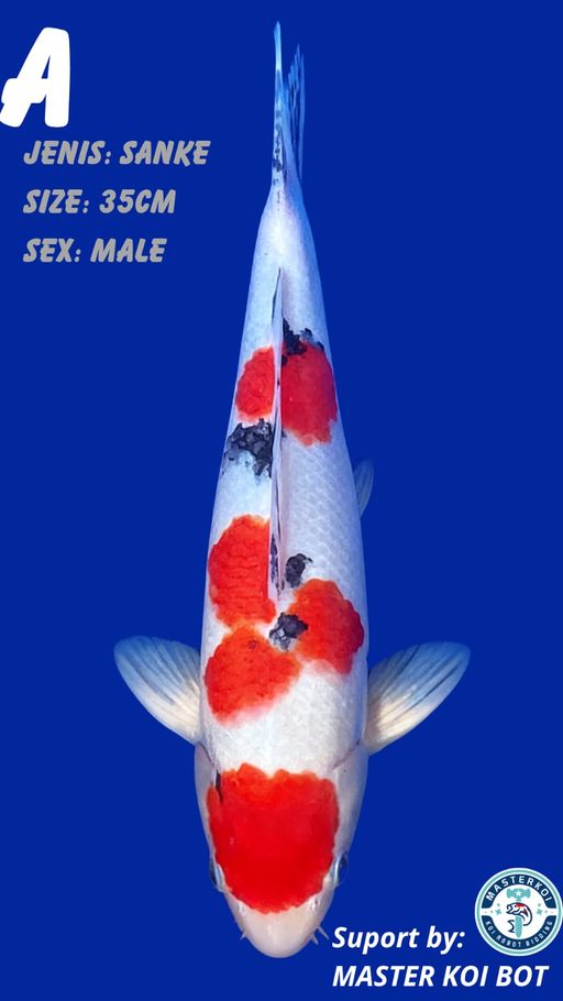 Lelang Koi Online, Jual Beli Ikan Koi, Pusat Jual Beli Koi, Info Lelang Koi Hari Ini, Platform Jual Beli Koi, Jual Beli Ikan Koi Online, Marketplace Ikan Koi, Jual Koi Terbaik, Tempat Beli Koi Berkualitas, Pasar Ikan Koi Online Terpercaya, Penjual Ikan Koi Terpercaya, Beli Koi Hias Online, Ikan Koi untuk Dijual, Koi Kualitas Terbaik, Toko Online Ikan Koi, Koi Hias Untuk Dijual, Jual Beli Ikan Koi Lokal, Koi Indonesia Online, Pusat Jual Beli Koi Terbesar