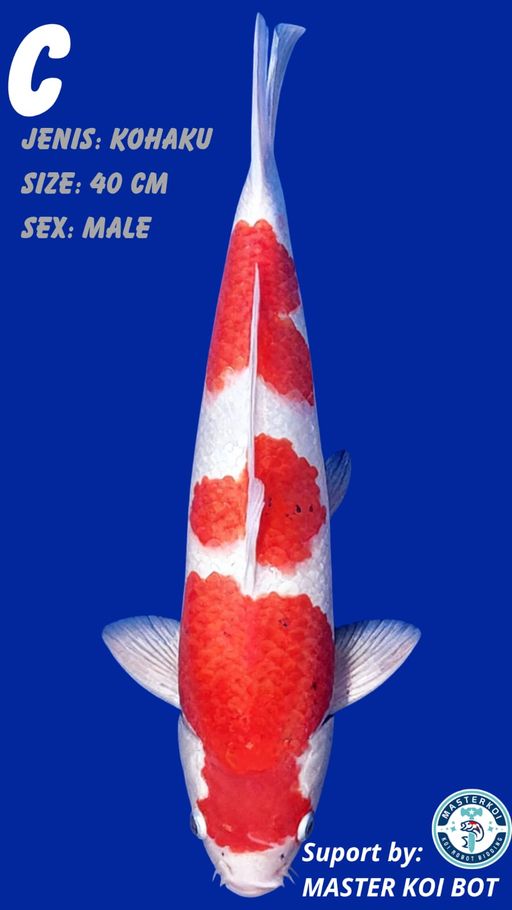 Lelang Koi Online, Jual Beli Ikan Koi, Pusat Jual Beli Koi, Info Lelang Koi Hari Ini, Platform Jual Beli Koi, Jual Beli Ikan Koi Online, Marketplace Ikan Koi, Jual Koi Terbaik, Tempat Beli Koi Berkualitas, Pasar Ikan Koi Online Terpercaya, Penjual Ikan Koi Terpercaya, Beli Koi Hias Online, Ikan Koi untuk Dijual, Koi Kualitas Terbaik, Toko Online Ikan Koi, Koi Hias Untuk Dijual, Jual Beli Ikan Koi Lokal, Koi Indonesia Online, Pusat Jual Beli Koi Terbesar