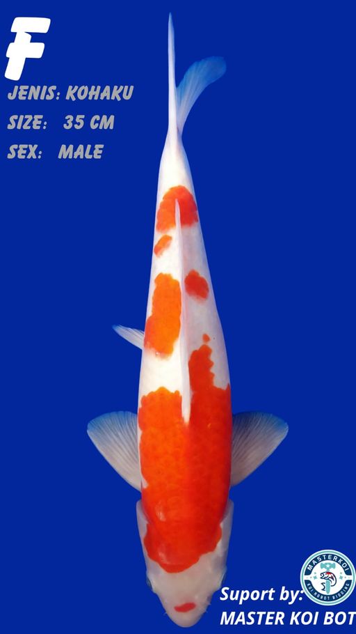 Lelang Koi Online, Jual Beli Ikan Koi, Pusat Jual Beli Koi, Info Lelang Koi Hari Ini, Platform Jual Beli Koi, Jual Beli Ikan Koi Online, Marketplace Ikan Koi, Jual Koi Terbaik, Tempat Beli Koi Berkualitas, Pasar Ikan Koi Online Terpercaya, Penjual Ikan Koi Terpercaya, Beli Koi Hias Online, Ikan Koi untuk Dijual, Koi Kualitas Terbaik, Toko Online Ikan Koi, Koi Hias Untuk Dijual, Jual Beli Ikan Koi Lokal, Koi Indonesia Online, Pusat Jual Beli Koi Terbesar