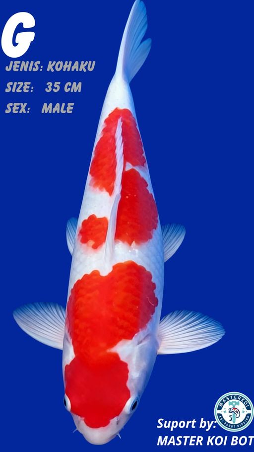 Lelang Koi Online, Jual Beli Ikan Koi, Pusat Jual Beli Koi, Info Lelang Koi Hari Ini, Platform Jual Beli Koi, Jual Beli Ikan Koi Online, Marketplace Ikan Koi, Jual Koi Terbaik, Tempat Beli Koi Berkualitas, Pasar Ikan Koi Online Terpercaya, Penjual Ikan Koi Terpercaya, Beli Koi Hias Online, Ikan Koi untuk Dijual, Koi Kualitas Terbaik, Toko Online Ikan Koi, Koi Hias Untuk Dijual, Jual Beli Ikan Koi Lokal, Koi Indonesia Online, Pusat Jual Beli Koi Terbesar