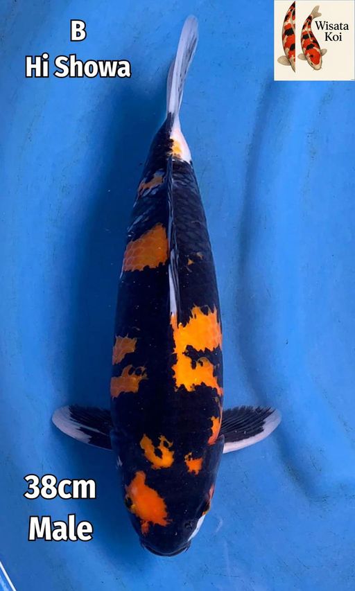 Lelang Koi Online, Jual Beli Ikan Koi, Pusat Jual Beli Koi, Info Lelang Koi Hari Ini, Platform Jual Beli Koi, Jual Beli Ikan Koi Online, Marketplace Ikan Koi, Jual Koi Terbaik, Tempat Beli Koi Berkualitas, Pasar Ikan Koi Online Terpercaya, Penjual Ikan Koi Terpercaya, Beli Koi Hias Online, Ikan Koi untuk Dijual, Koi Kualitas Terbaik, Toko Online Ikan Koi, Koi Hias Untuk Dijual, Jual Beli Ikan Koi Lokal, Koi Indonesia Online, Pusat Jual Beli Koi Terbesar