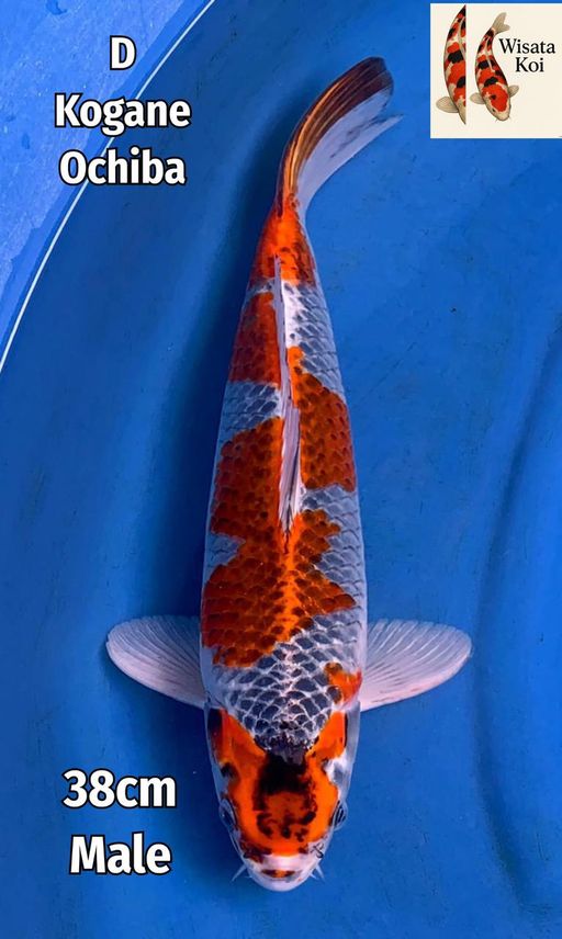 Lelang Koi Online, Jual Beli Ikan Koi, Pusat Jual Beli Koi, Info Lelang Koi Hari Ini, Platform Jual Beli Koi, Jual Beli Ikan Koi Online, Marketplace Ikan Koi, Jual Koi Terbaik, Tempat Beli Koi Berkualitas, Pasar Ikan Koi Online Terpercaya, Penjual Ikan Koi Terpercaya, Beli Koi Hias Online, Ikan Koi untuk Dijual, Koi Kualitas Terbaik, Toko Online Ikan Koi, Koi Hias Untuk Dijual, Jual Beli Ikan Koi Lokal, Koi Indonesia Online, Pusat Jual Beli Koi Terbesar