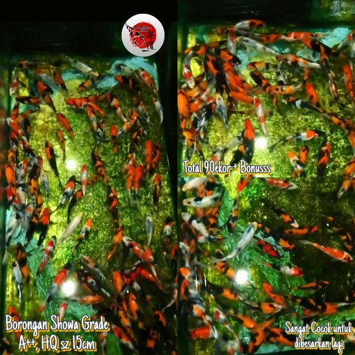 Lelang Koi Online, Jual Beli Ikan Koi, Pusat Jual Beli Koi, Info Lelang Koi Hari Ini, Platform Jual Beli Koi, Jual Beli Ikan Koi Online, Marketplace Ikan Koi, Jual Koi Terbaik, Tempat Beli Koi Berkualitas, Pasar Ikan Koi Online Terpercaya, Penjual Ikan Koi Terpercaya, Beli Koi Hias Online, Ikan Koi untuk Dijual, Koi Kualitas Terbaik, Toko Online Ikan Koi, Koi Hias Untuk Dijual, Jual Beli Ikan Koi Lokal, Koi Indonesia Online, Pusat Jual Beli Koi Terbesar