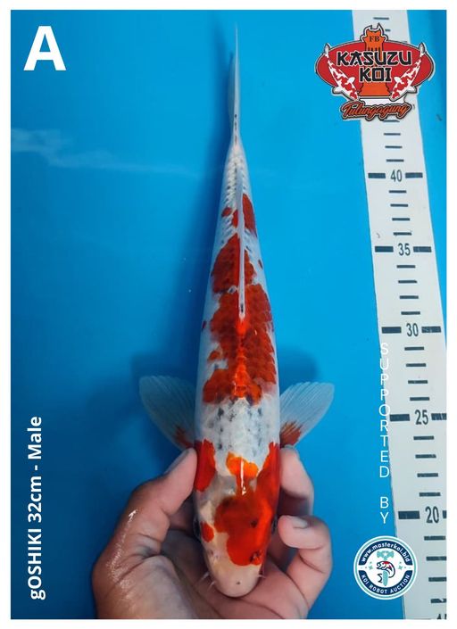 Lelang Koi Online, Jual Beli Ikan Koi, Pusat Jual Beli Koi, Info Lelang Koi Hari Ini, Platform Jual Beli Koi, Jual Beli Ikan Koi Online, Marketplace Ikan Koi, Jual Koi Terbaik, Tempat Beli Koi Berkualitas, Pasar Ikan Koi Online Terpercaya, Penjual Ikan Koi Terpercaya, Beli Koi Hias Online, Ikan Koi untuk Dijual, Koi Kualitas Terbaik, Toko Online Ikan Koi, Koi Hias Untuk Dijual, Jual Beli Ikan Koi Lokal, Koi Indonesia Online, Pusat Jual Beli Koi Terbesar