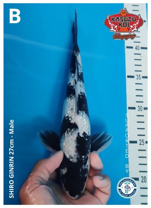 Lelang Koi Online, Jual Beli Ikan Koi, Pusat Jual Beli Koi, Info Lelang Koi Hari Ini, Platform Jual Beli Koi, Jual Beli Ikan Koi Online, Marketplace Ikan Koi, Jual Koi Terbaik, Tempat Beli Koi Berkualitas, Pasar Ikan Koi Online Terpercaya, Penjual Ikan Koi Terpercaya, Beli Koi Hias Online, Ikan Koi untuk Dijual, Koi Kualitas Terbaik, Toko Online Ikan Koi, Koi Hias Untuk Dijual, Jual Beli Ikan Koi Lokal, Koi Indonesia Online, Pusat Jual Beli Koi Terbesar