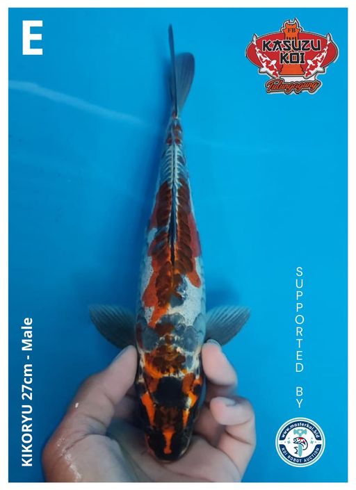 Lelang Koi Online, Jual Beli Ikan Koi, Pusat Jual Beli Koi, Info Lelang Koi Hari Ini, Platform Jual Beli Koi, Jual Beli Ikan Koi Online, Marketplace Ikan Koi, Jual Koi Terbaik, Tempat Beli Koi Berkualitas, Pasar Ikan Koi Online Terpercaya, Penjual Ikan Koi Terpercaya, Beli Koi Hias Online, Ikan Koi untuk Dijual, Koi Kualitas Terbaik, Toko Online Ikan Koi, Koi Hias Untuk Dijual, Jual Beli Ikan Koi Lokal, Koi Indonesia Online, Pusat Jual Beli Koi Terbesar