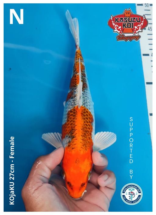 Lelang Koi Online, Jual Beli Ikan Koi, Pusat Jual Beli Koi, Info Lelang Koi Hari Ini, Platform Jual Beli Koi, Jual Beli Ikan Koi Online, Marketplace Ikan Koi, Jual Koi Terbaik, Tempat Beli Koi Berkualitas, Pasar Ikan Koi Online Terpercaya, Penjual Ikan Koi Terpercaya, Beli Koi Hias Online, Ikan Koi untuk Dijual, Koi Kualitas Terbaik, Toko Online Ikan Koi, Koi Hias Untuk Dijual, Jual Beli Ikan Koi Lokal, Koi Indonesia Online, Pusat Jual Beli Koi Terbesar