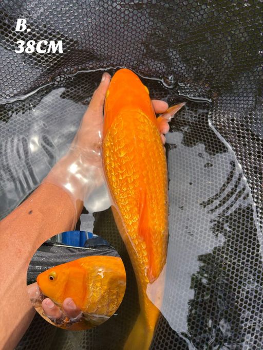 Lelang Koi Online, Jual Beli Ikan Koi, Pusat Jual Beli Koi, Info Lelang Koi Hari Ini, Platform Jual Beli Koi, Jual Beli Ikan Koi Online, Marketplace Ikan Koi, Jual Koi Terbaik, Tempat Beli Koi Berkualitas, Pasar Ikan Koi Online Terpercaya, Penjual Ikan Koi Terpercaya, Beli Koi Hias Online, Ikan Koi untuk Dijual, Koi Kualitas Terbaik, Toko Online Ikan Koi, Koi Hias Untuk Dijual, Jual Beli Ikan Koi Lokal, Koi Indonesia Online, Pusat Jual Beli Koi Terbesar