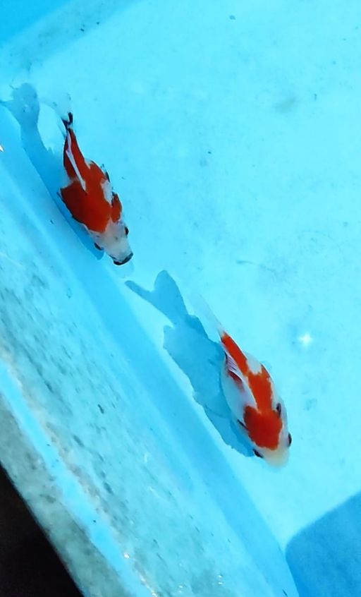 Lelang Koi Online, Jual Beli Ikan Koi, Pusat Jual Beli Koi, Info Lelang Koi Hari Ini, Platform Jual Beli Koi, Jual Beli Ikan Koi Online, Marketplace Ikan Koi, Jual Koi Terbaik, Tempat Beli Koi Berkualitas, Pasar Ikan Koi Online Terpercaya, Penjual Ikan Koi Terpercaya, Beli Koi Hias Online, Ikan Koi untuk Dijual, Koi Kualitas Terbaik, Toko Online Ikan Koi, Koi Hias Untuk Dijual, Jual Beli Ikan Koi Lokal, Koi Indonesia Online, Pusat Jual Beli Koi Terbesar