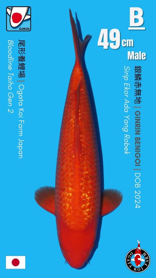 Lelang Koi Online, Jual Beli Ikan Koi, Pusat Jual Beli Koi, Info Lelang Koi Hari Ini, Platform Jual Beli Koi, Jual Beli Ikan Koi Online, Marketplace Ikan Koi, Jual Koi Terbaik, Tempat Beli Koi Berkualitas, Pasar Ikan Koi Online Terpercaya, Penjual Ikan Koi Terpercaya, Beli Koi Hias Online, Ikan Koi untuk Dijual, Koi Kualitas Terbaik, Toko Online Ikan Koi, Koi Hias Untuk Dijual, Jual Beli Ikan Koi Lokal, Koi Indonesia Online, Pusat Jual Beli Koi Terbesar