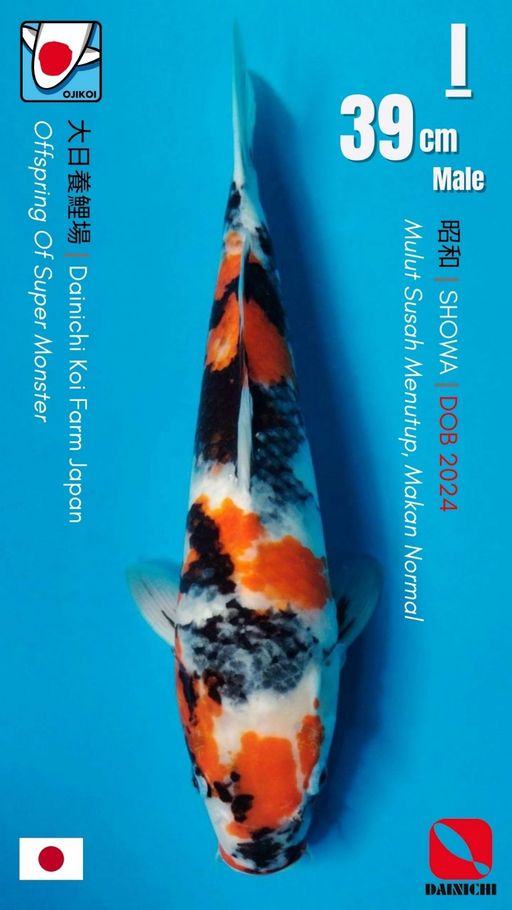 Lelang Koi Online, Jual Beli Ikan Koi, Pusat Jual Beli Koi, Info Lelang Koi Hari Ini, Platform Jual Beli Koi, Jual Beli Ikan Koi Online, Marketplace Ikan Koi, Jual Koi Terbaik, Tempat Beli Koi Berkualitas, Pasar Ikan Koi Online Terpercaya, Penjual Ikan Koi Terpercaya, Beli Koi Hias Online, Ikan Koi untuk Dijual, Koi Kualitas Terbaik, Toko Online Ikan Koi, Koi Hias Untuk Dijual, Jual Beli Ikan Koi Lokal, Koi Indonesia Online, Pusat Jual Beli Koi Terbesar