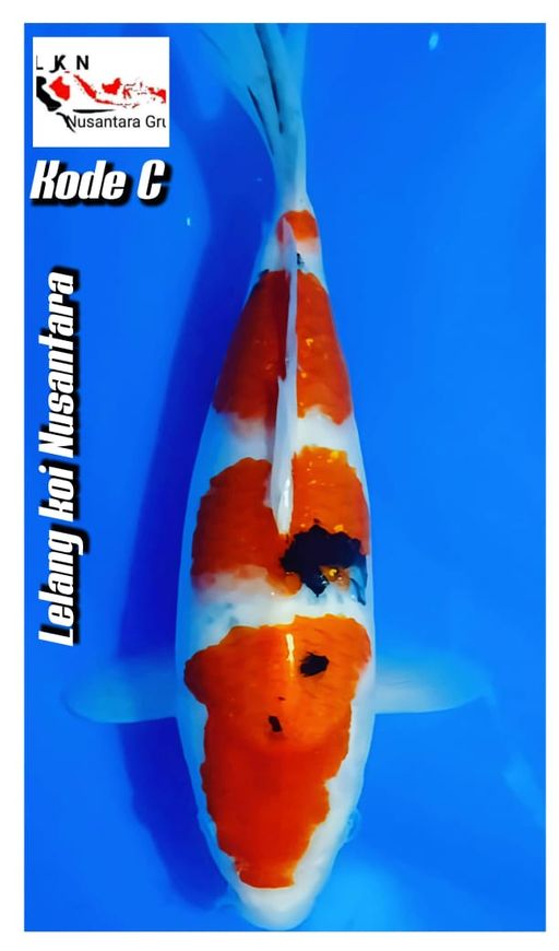 Lelang Koi Online, Jual Beli Ikan Koi, Pusat Jual Beli Koi, Info Lelang Koi Hari Ini, Platform Jual Beli Koi, Jual Beli Ikan Koi Online, Marketplace Ikan Koi, Jual Koi Terbaik, Tempat Beli Koi Berkualitas, Pasar Ikan Koi Online Terpercaya, Penjual Ikan Koi Terpercaya, Beli Koi Hias Online, Ikan Koi untuk Dijual, Koi Kualitas Terbaik, Toko Online Ikan Koi, Koi Hias Untuk Dijual, Jual Beli Ikan Koi Lokal, Koi Indonesia Online, Pusat Jual Beli Koi Terbesar