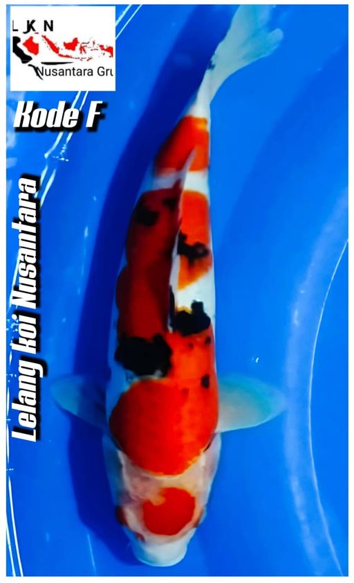 Lelang Koi Online, Jual Beli Ikan Koi, Pusat Jual Beli Koi, Info Lelang Koi Hari Ini, Platform Jual Beli Koi, Jual Beli Ikan Koi Online, Marketplace Ikan Koi, Jual Koi Terbaik, Tempat Beli Koi Berkualitas, Pasar Ikan Koi Online Terpercaya, Penjual Ikan Koi Terpercaya, Beli Koi Hias Online, Ikan Koi untuk Dijual, Koi Kualitas Terbaik, Toko Online Ikan Koi, Koi Hias Untuk Dijual, Jual Beli Ikan Koi Lokal, Koi Indonesia Online, Pusat Jual Beli Koi Terbesar