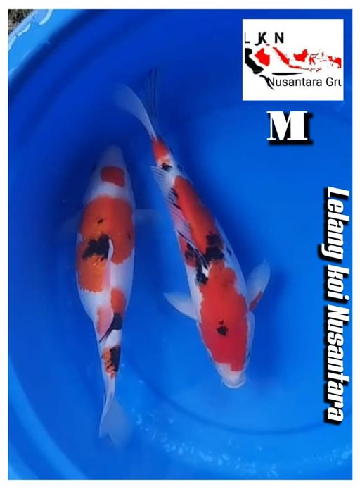 Lelang Koi Online, Jual Beli Ikan Koi, Pusat Jual Beli Koi, Info Lelang Koi Hari Ini, Platform Jual Beli Koi, Jual Beli Ikan Koi Online, Marketplace Ikan Koi, Jual Koi Terbaik, Tempat Beli Koi Berkualitas, Pasar Ikan Koi Online Terpercaya, Penjual Ikan Koi Terpercaya, Beli Koi Hias Online, Ikan Koi untuk Dijual, Koi Kualitas Terbaik, Toko Online Ikan Koi, Koi Hias Untuk Dijual, Jual Beli Ikan Koi Lokal, Koi Indonesia Online, Pusat Jual Beli Koi Terbesar