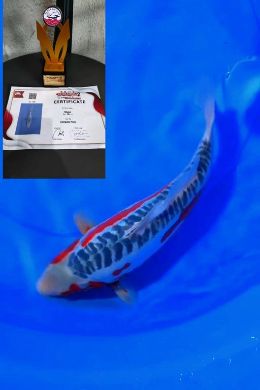 Lelang Koi Online, Jual Beli Ikan Koi, Pusat Jual Beli Koi, Info Lelang Koi Hari Ini, Platform Jual Beli Koi, Jual Beli Ikan Koi Online, Marketplace Ikan Koi, Jual Koi Terbaik, Tempat Beli Koi Berkualitas, Pasar Ikan Koi Online Terpercaya, Penjual Ikan Koi Terpercaya, Beli Koi Hias Online, Ikan Koi untuk Dijual, Koi Kualitas Terbaik, Toko Online Ikan Koi, Koi Hias Untuk Dijual, Jual Beli Ikan Koi Lokal, Koi Indonesia Online, Pusat Jual Beli Koi Terbesar