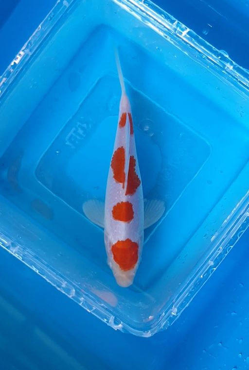 Lelang Koi Online, Jual Beli Ikan Koi, Pusat Jual Beli Koi, Info Lelang Koi Hari Ini, Platform Jual Beli Koi, Jual Beli Ikan Koi Online, Marketplace Ikan Koi, Jual Koi Terbaik, Tempat Beli Koi Berkualitas, Pasar Ikan Koi Online Terpercaya, Penjual Ikan Koi Terpercaya, Beli Koi Hias Online, Ikan Koi untuk Dijual, Koi Kualitas Terbaik, Toko Online Ikan Koi, Koi Hias Untuk Dijual, Jual Beli Ikan Koi Lokal, Koi Indonesia Online, Pusat Jual Beli Koi Terbesar