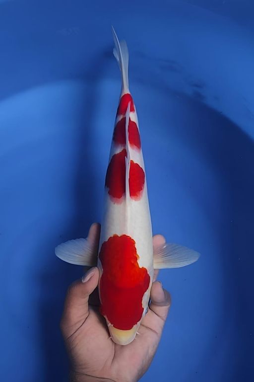 Lelang Koi Online, Jual Beli Ikan Koi, Pusat Jual Beli Koi, Info Lelang Koi Hari Ini, Platform Jual Beli Koi, Jual Beli Ikan Koi Online, Marketplace Ikan Koi, Jual Koi Terbaik, Tempat Beli Koi Berkualitas, Pasar Ikan Koi Online Terpercaya, Penjual Ikan Koi Terpercaya, Beli Koi Hias Online, Ikan Koi untuk Dijual, Koi Kualitas Terbaik, Toko Online Ikan Koi, Koi Hias Untuk Dijual, Jual Beli Ikan Koi Lokal, Koi Indonesia Online, Pusat Jual Beli Koi Terbesar