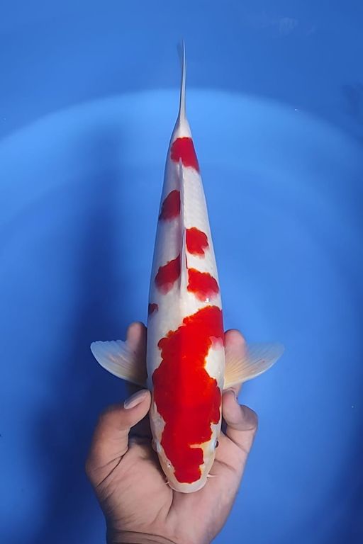 Lelang Koi Online, Jual Beli Ikan Koi, Pusat Jual Beli Koi, Info Lelang Koi Hari Ini, Platform Jual Beli Koi, Jual Beli Ikan Koi Online, Marketplace Ikan Koi, Jual Koi Terbaik, Tempat Beli Koi Berkualitas, Pasar Ikan Koi Online Terpercaya, Penjual Ikan Koi Terpercaya, Beli Koi Hias Online, Ikan Koi untuk Dijual, Koi Kualitas Terbaik, Toko Online Ikan Koi, Koi Hias Untuk Dijual, Jual Beli Ikan Koi Lokal, Koi Indonesia Online, Pusat Jual Beli Koi Terbesar