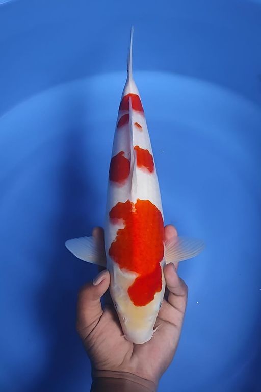 Lelang Koi Online, Jual Beli Ikan Koi, Pusat Jual Beli Koi, Info Lelang Koi Hari Ini, Platform Jual Beli Koi, Jual Beli Ikan Koi Online, Marketplace Ikan Koi, Jual Koi Terbaik, Tempat Beli Koi Berkualitas, Pasar Ikan Koi Online Terpercaya, Penjual Ikan Koi Terpercaya, Beli Koi Hias Online, Ikan Koi untuk Dijual, Koi Kualitas Terbaik, Toko Online Ikan Koi, Koi Hias Untuk Dijual, Jual Beli Ikan Koi Lokal, Koi Indonesia Online, Pusat Jual Beli Koi Terbesar