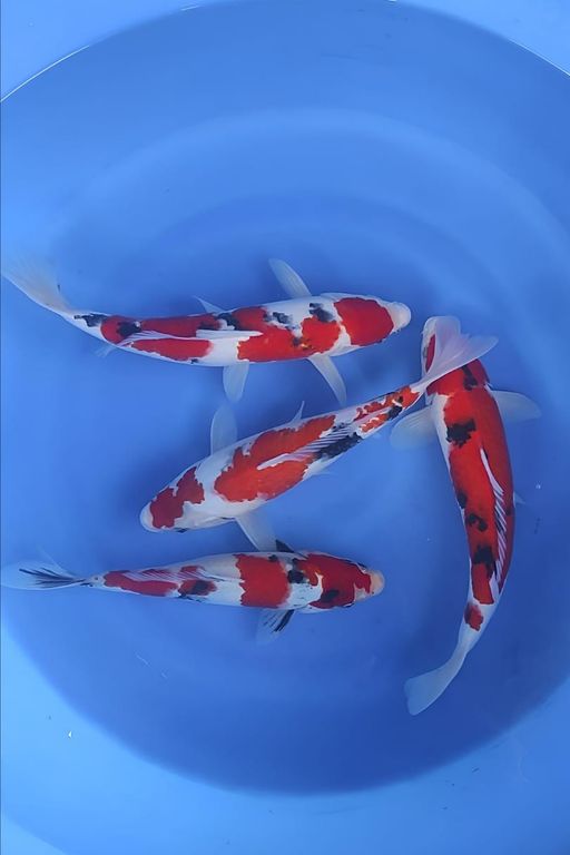 Lelang Koi Online, Jual Beli Ikan Koi, Pusat Jual Beli Koi, Info Lelang Koi Hari Ini, Platform Jual Beli Koi, Jual Beli Ikan Koi Online, Marketplace Ikan Koi, Jual Koi Terbaik, Tempat Beli Koi Berkualitas, Pasar Ikan Koi Online Terpercaya, Penjual Ikan Koi Terpercaya, Beli Koi Hias Online, Ikan Koi untuk Dijual, Koi Kualitas Terbaik, Toko Online Ikan Koi, Koi Hias Untuk Dijual, Jual Beli Ikan Koi Lokal, Koi Indonesia Online, Pusat Jual Beli Koi Terbesar