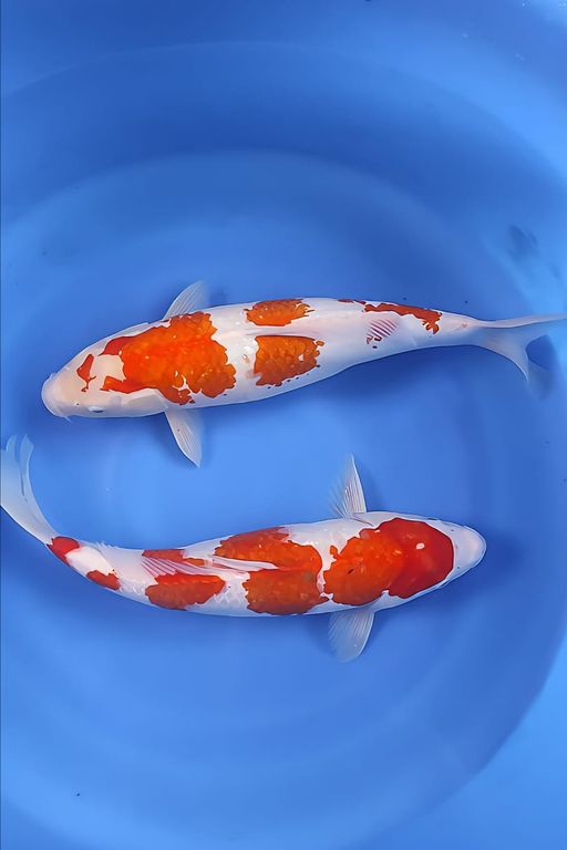 Lelang Koi Online, Jual Beli Ikan Koi, Pusat Jual Beli Koi, Info Lelang Koi Hari Ini, Platform Jual Beli Koi, Jual Beli Ikan Koi Online, Marketplace Ikan Koi, Jual Koi Terbaik, Tempat Beli Koi Berkualitas, Pasar Ikan Koi Online Terpercaya, Penjual Ikan Koi Terpercaya, Beli Koi Hias Online, Ikan Koi untuk Dijual, Koi Kualitas Terbaik, Toko Online Ikan Koi, Koi Hias Untuk Dijual, Jual Beli Ikan Koi Lokal, Koi Indonesia Online, Pusat Jual Beli Koi Terbesar
