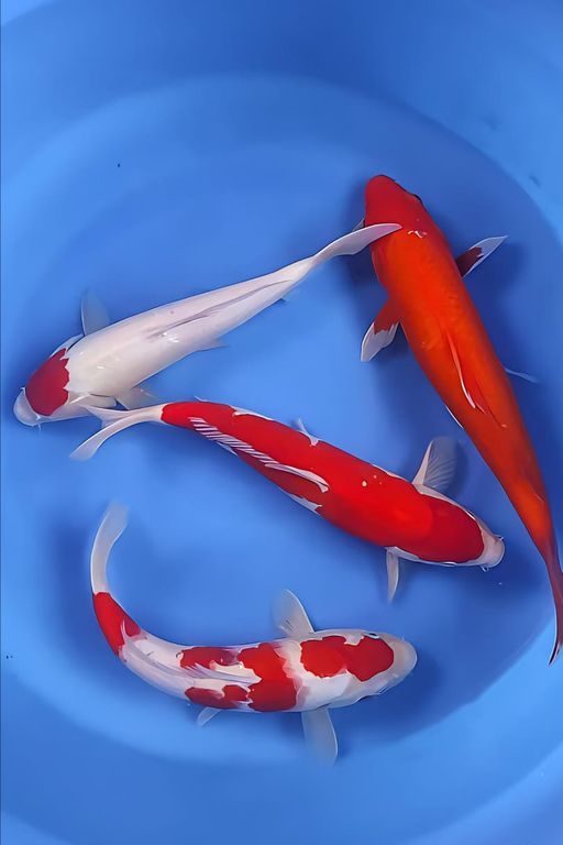 Lelang Koi Online, Jual Beli Ikan Koi, Pusat Jual Beli Koi, Info Lelang Koi Hari Ini, Platform Jual Beli Koi, Jual Beli Ikan Koi Online, Marketplace Ikan Koi, Jual Koi Terbaik, Tempat Beli Koi Berkualitas, Pasar Ikan Koi Online Terpercaya, Penjual Ikan Koi Terpercaya, Beli Koi Hias Online, Ikan Koi untuk Dijual, Koi Kualitas Terbaik, Toko Online Ikan Koi, Koi Hias Untuk Dijual, Jual Beli Ikan Koi Lokal, Koi Indonesia Online, Pusat Jual Beli Koi Terbesar