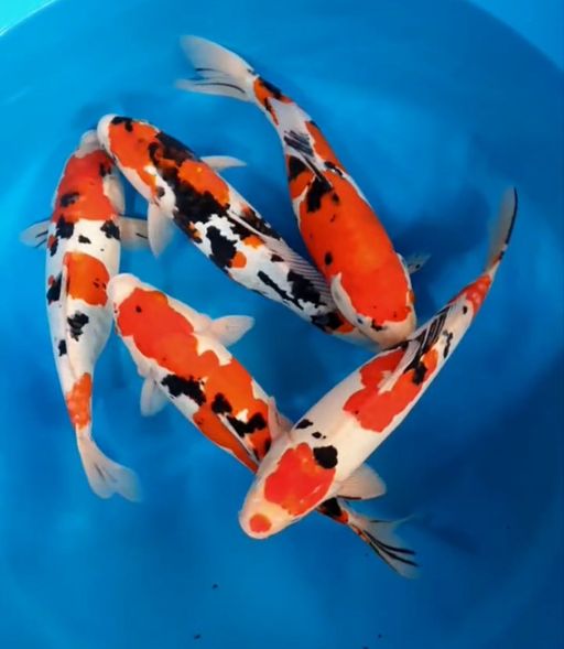Lelang Koi Online, Jual Beli Ikan Koi, Pusat Jual Beli Koi, Info Lelang Koi Hari Ini, Platform Jual Beli Koi, Jual Beli Ikan Koi Online, Marketplace Ikan Koi, Jual Koi Terbaik, Tempat Beli Koi Berkualitas, Pasar Ikan Koi Online Terpercaya, Penjual Ikan Koi Terpercaya, Beli Koi Hias Online, Ikan Koi untuk Dijual, Koi Kualitas Terbaik, Toko Online Ikan Koi, Koi Hias Untuk Dijual, Jual Beli Ikan Koi Lokal, Koi Indonesia Online, Pusat Jual Beli Koi Terbesar