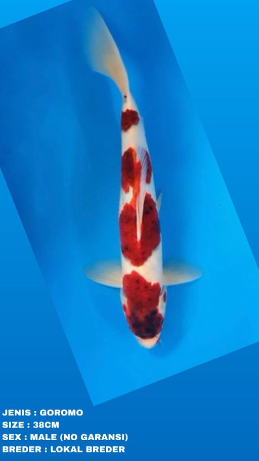 Lelang Koi Online, Jual Beli Ikan Koi, Pusat Jual Beli Koi, Info Lelang Koi Hari Ini, Platform Jual Beli Koi, Jual Beli Ikan Koi Online, Marketplace Ikan Koi, Jual Koi Terbaik, Tempat Beli Koi Berkualitas, Pasar Ikan Koi Online Terpercaya, Penjual Ikan Koi Terpercaya, Beli Koi Hias Online, Ikan Koi untuk Dijual, Koi Kualitas Terbaik, Toko Online Ikan Koi, Koi Hias Untuk Dijual, Jual Beli Ikan Koi Lokal, Koi Indonesia Online, Pusat Jual Beli Koi Terbesar