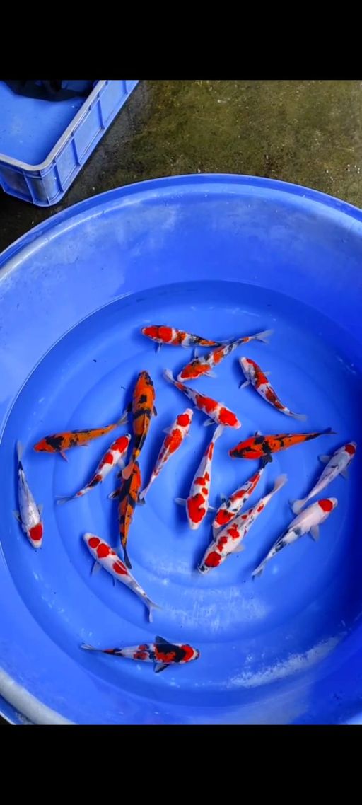 Lelang Koi Online, Jual Beli Ikan Koi, Pusat Jual Beli Koi, Info Lelang Koi Hari Ini, Platform Jual Beli Koi, Jual Beli Ikan Koi Online, Marketplace Ikan Koi, Jual Koi Terbaik, Tempat Beli Koi Berkualitas, Pasar Ikan Koi Online Terpercaya, Penjual Ikan Koi Terpercaya, Beli Koi Hias Online, Ikan Koi untuk Dijual, Koi Kualitas Terbaik, Toko Online Ikan Koi, Koi Hias Untuk Dijual, Jual Beli Ikan Koi Lokal, Koi Indonesia Online, Pusat Jual Beli Koi Terbesar