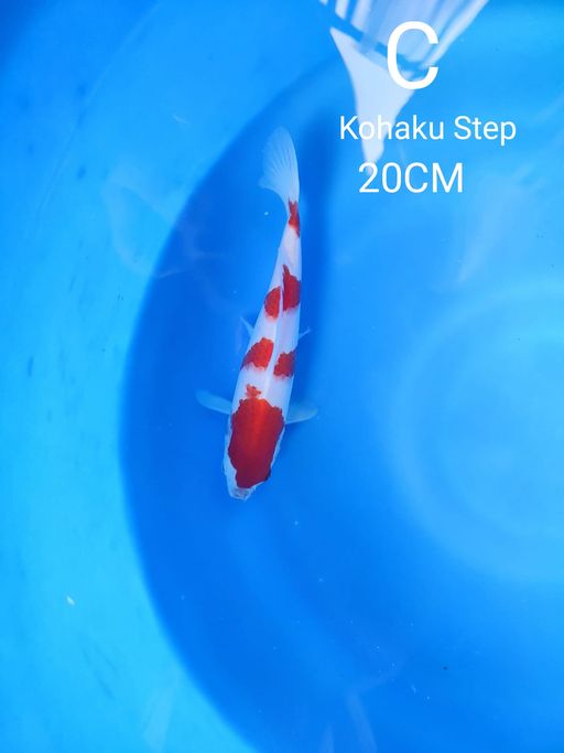 Lelang Koi Online, Jual Beli Ikan Koi, Pusat Jual Beli Koi, Info Lelang Koi Hari Ini, Platform Jual Beli Koi, Jual Beli Ikan Koi Online, Marketplace Ikan Koi, Jual Koi Terbaik, Tempat Beli Koi Berkualitas, Pasar Ikan Koi Online Terpercaya, Penjual Ikan Koi Terpercaya, Beli Koi Hias Online, Ikan Koi untuk Dijual, Koi Kualitas Terbaik, Toko Online Ikan Koi, Koi Hias Untuk Dijual, Jual Beli Ikan Koi Lokal, Koi Indonesia Online, Pusat Jual Beli Koi Terbesar