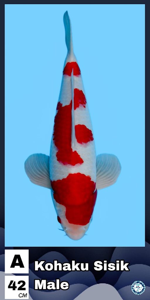 Lelang Koi Online, Jual Beli Ikan Koi, Pusat Jual Beli Koi, Info Lelang Koi Hari Ini, Platform Jual Beli Koi, Jual Beli Ikan Koi Online, Marketplace Ikan Koi, Jual Koi Terbaik, Tempat Beli Koi Berkualitas, Pasar Ikan Koi Online Terpercaya, Penjual Ikan Koi Terpercaya, Beli Koi Hias Online, Ikan Koi untuk Dijual, Koi Kualitas Terbaik, Toko Online Ikan Koi, Koi Hias Untuk Dijual, Jual Beli Ikan Koi Lokal, Koi Indonesia Online, Pusat Jual Beli Koi Terbesar