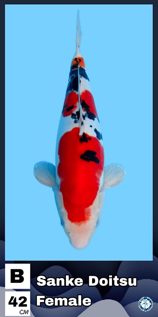 Lelang Koi Online, Jual Beli Ikan Koi, Pusat Jual Beli Koi, Info Lelang Koi Hari Ini, Platform Jual Beli Koi, Jual Beli Ikan Koi Online, Marketplace Ikan Koi, Jual Koi Terbaik, Tempat Beli Koi Berkualitas, Pasar Ikan Koi Online Terpercaya, Penjual Ikan Koi Terpercaya, Beli Koi Hias Online, Ikan Koi untuk Dijual, Koi Kualitas Terbaik, Toko Online Ikan Koi, Koi Hias Untuk Dijual, Jual Beli Ikan Koi Lokal, Koi Indonesia Online, Pusat Jual Beli Koi Terbesar