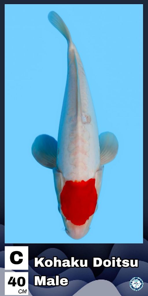 Lelang Koi Online, Jual Beli Ikan Koi, Pusat Jual Beli Koi, Info Lelang Koi Hari Ini, Platform Jual Beli Koi, Jual Beli Ikan Koi Online, Marketplace Ikan Koi, Jual Koi Terbaik, Tempat Beli Koi Berkualitas, Pasar Ikan Koi Online Terpercaya, Penjual Ikan Koi Terpercaya, Beli Koi Hias Online, Ikan Koi untuk Dijual, Koi Kualitas Terbaik, Toko Online Ikan Koi, Koi Hias Untuk Dijual, Jual Beli Ikan Koi Lokal, Koi Indonesia Online, Pusat Jual Beli Koi Terbesar