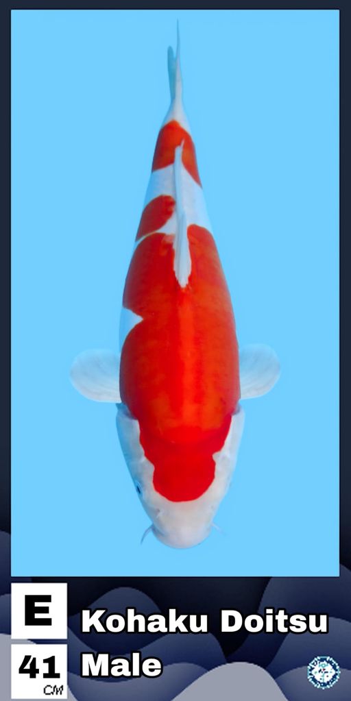 Lelang Koi Online, Jual Beli Ikan Koi, Pusat Jual Beli Koi, Info Lelang Koi Hari Ini, Platform Jual Beli Koi, Jual Beli Ikan Koi Online, Marketplace Ikan Koi, Jual Koi Terbaik, Tempat Beli Koi Berkualitas, Pasar Ikan Koi Online Terpercaya, Penjual Ikan Koi Terpercaya, Beli Koi Hias Online, Ikan Koi untuk Dijual, Koi Kualitas Terbaik, Toko Online Ikan Koi, Koi Hias Untuk Dijual, Jual Beli Ikan Koi Lokal, Koi Indonesia Online, Pusat Jual Beli Koi Terbesar