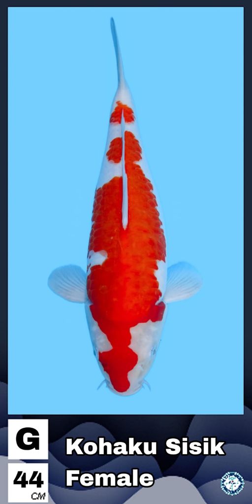 Lelang Koi Online, Jual Beli Ikan Koi, Pusat Jual Beli Koi, Info Lelang Koi Hari Ini, Platform Jual Beli Koi, Jual Beli Ikan Koi Online, Marketplace Ikan Koi, Jual Koi Terbaik, Tempat Beli Koi Berkualitas, Pasar Ikan Koi Online Terpercaya, Penjual Ikan Koi Terpercaya, Beli Koi Hias Online, Ikan Koi untuk Dijual, Koi Kualitas Terbaik, Toko Online Ikan Koi, Koi Hias Untuk Dijual, Jual Beli Ikan Koi Lokal, Koi Indonesia Online, Pusat Jual Beli Koi Terbesar